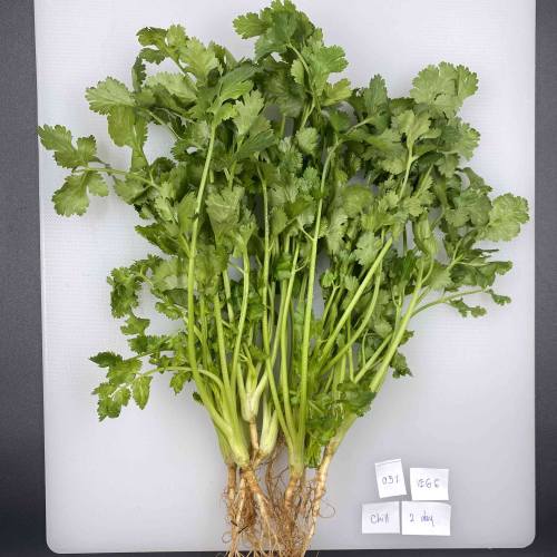 Coriander shelf-life trial